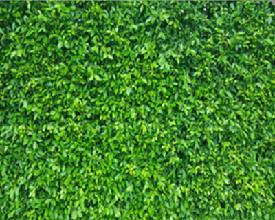 Boxwood Greenery Backdrop add to your event